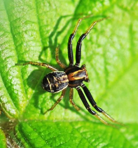 Réf. 322 968 : Xysticus ulmi